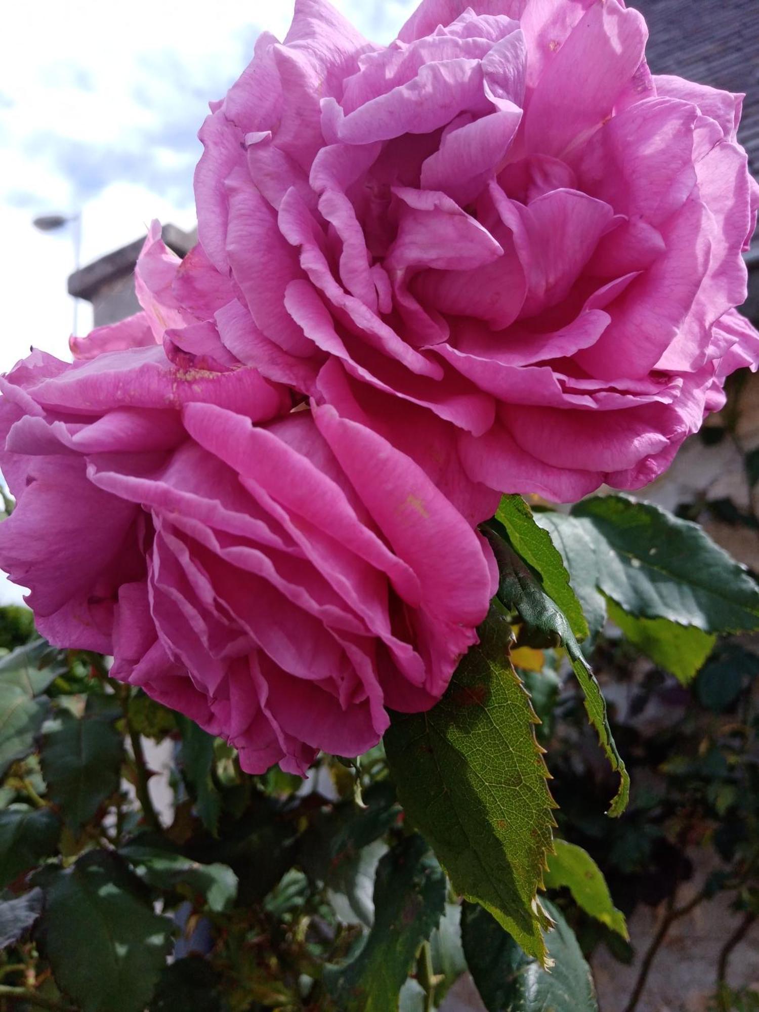 Bed and Breakfast Rose Garden Bayeux Esterno foto